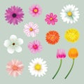 Set of spring flowers colorful isolated background.