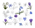 Set of spring flowers, contour hand drawing and color, on a white background, isolated. Crocus, scilla, leocojum