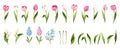 Set of spring flowers and leaves. Tulips, hyacinth, forget-me-not, and lily of the valley flowers. Vector illustrations