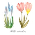 Set of spring flowers pink and blue crocus and bud colorful. Royalty Free Stock Photo