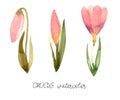 Set of spring flowers pink crocus and bud colorful. Royalty Free Stock Photo