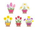 Set of spring flowers in pots with bows isolated on white background. Vector illustration Royalty Free Stock Photo