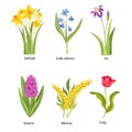 Set of Spring Flowers, Springtime Blossoms, Plants Daffodil, Scilla Siberica, Iris and Huacint with Mimosa or Tulip Royalty Free Stock Photo