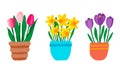 Set of spring garden flowers in pot. Pink Tulips purple crocuses and yellow daffodils. Cute hand drawn colorful potted plants