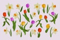 Set of spring hand drawn flat vector flowers Royalty Free Stock Photo