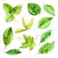 Set of spring leaves watercolor with blots of paint. Vector illustration Royalty Free Stock Photo