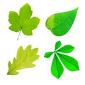 Set of spring leaves watercolorwith blots of paint. Royalty Free Stock Photo