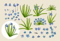 Set of spring primroses. Scilla flower or blue copse.