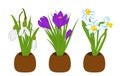 Set of spring snowdrop, narcissus and crocus bouquets in flower pots isolated on white. Vector illustration Royalty Free Stock Photo