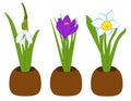 Set of spring snowdrop, narcissus and crocus in flower pots isolated on white. Vector illustration Royalty Free Stock Photo