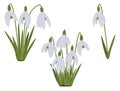 Set of spring vector snowdrops flowers illustrations