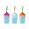 Set sprouting of onion greens. Three varieties of onions in a glass of water for growing greens.