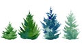 Set of spruce trees on an isolated white background. Watercolor illustrations