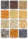Various bird`s seeds with names close up Royalty Free Stock Photo