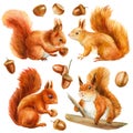 Set of squirrel and acorn, walnut, hazelnut, isolated on white background. Watercolor illustration