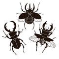 Set of stag beetle and rhinoceros beetle isolate on a white background. Vector graphics Royalty Free Stock Photo