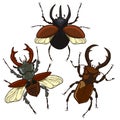 Set of stag beetle and rhinoceros beetle isolate on a white background. Vector graphics Royalty Free Stock Photo