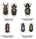 Set of Stag Beetles of Europe