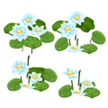 Set of stages for the destruction of landings of blue water Lily isolated on white background. Vector cartoon close-up