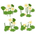 Set of stages for the destruction of landings of white water Lily isolated on white background. Vector illustration.