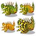 The set of stages of a growing red lionfish or Pterois volitans isolated on a white background. A family of colorful