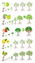 Set of stages of growth of an apple tree on a white background. Royalty Free Stock Photo