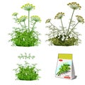 Set of stages of life of a agricultural plant dill isolated on white background. Paper packaging for storage of seeds