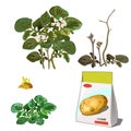 Set of stages of life of a agricultural plant potatoes isolated on white background. Paper packaging for storage of Royalty Free Stock Photo