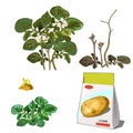 Set of stages of life of a agricultural plant potatoes isolated on white background. Paper packaging for storage of