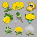 Set of stages of life of a a dandelion flower isolated on grey background. Vector cartoon close-up illustration. Royalty Free Stock Photo