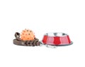 Set about stainless bowl, rubber toys and leather Royalty Free Stock Photo