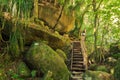 A hiking track with a wooden staircase in the beautiful New Zealand forest