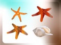 set of starfish and pearl shell Royalty Free Stock Photo
