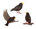Set of starling birds in different poses isolated