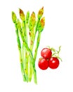 Set of stems of asparagus and tomatoes. Watercolor illustrations isolated on white background