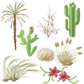 Set of Steppe and Desert Plants