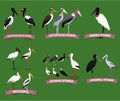 Set of storks families. Bird cartoon collection