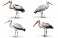 set of storks isolated on white background Royalty Free Stock Photo