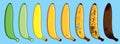 Set of straight vector banana of different colors. Ripe stages of bananas from unripe to overripe