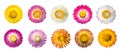 Set of Straw flower  Helichrysum bracteatum flowers  with isolated on White Background Royalty Free Stock Photo
