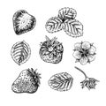 Set of strawberries, berries, leaves and flower, hand drawn black and white graphic vector illustration. Isolated on a Royalty Free Stock Photo