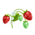 Set of strawberry fruits with flowers and green leaves isolated on white background, vector illustration in cartoon Royalty Free Stock Photo
