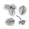 Set of strawberry leaves, hand drawn black and white graphic vector illustration. Isolated on a white background. Design Royalty Free Stock Photo