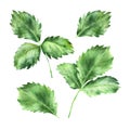 A set of strawberry leaves in watercolor. Hand-drawn watercolor illustration.