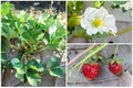 Set of Strawberry tree, flower and fruit farming