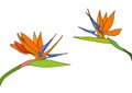 Set strelitzia reginae tropical south africa flowers isolated on white background. vector illustration. bird of paradise Royalty Free Stock Photo