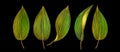 Set of striped exotic tropical leaves isolated on black background. Royalty Free Stock Photo