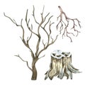 Set of stump, old bare tree watercolor illustration isolated on white background. Royalty Free Stock Photo