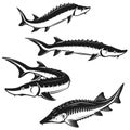 Set of sturgeon fish illustrations on white background. Design element for logo, label, emblem, sign. Royalty Free Stock Photo