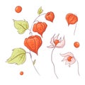 Set in the style of hand drawing twig physalis and flowers, autumn and leaves.